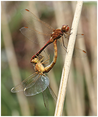 Sympetrum meridionale accouplement