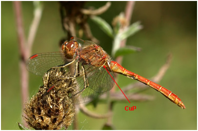 Sympetrum meridionale