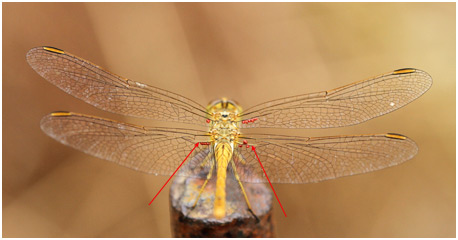 Sympetrum meridionale