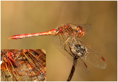 Sympetrum meridionale