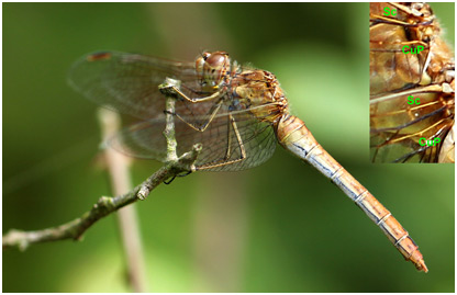 Sympetrum meridionale