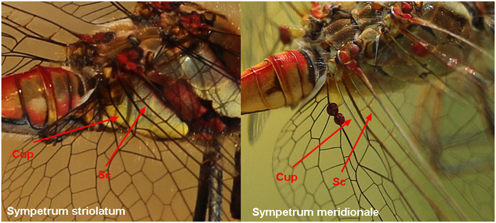 Sympetrum meridionale identification par la couleur de la veine cubitale Cup