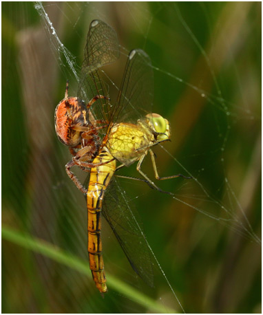 Sympetrum meridionale prédation par Epeire des roseaux