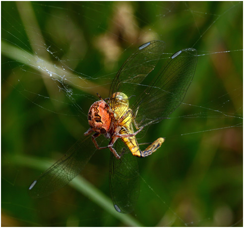 Sympetrum meridionale prédation par Epeire des roseaux