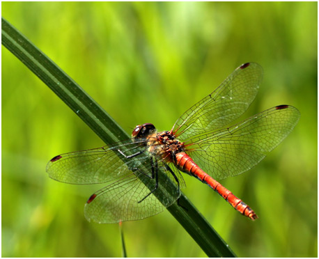 Sympetrum sanguineum femelle androchrome