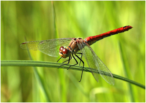 Sympetrum sanguineum femelle androchrome