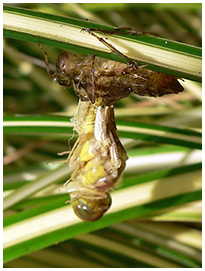 Emergence Sympetrum striolatum mâle