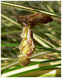 Emergence Sympetrum striolatum mâle