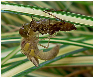 Emergence Sympetrum striolatum mâle