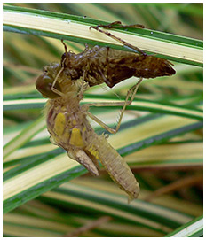 Emergence Sympetrum striolatum mâle