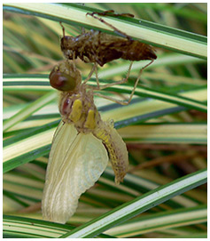 Emergence Sympetrum striolatum mâle