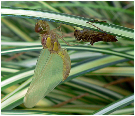 Emergence Sympetrum striolatum mâle