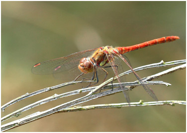 Sympetrum striolatum mâle mature