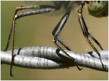 Sympetrum striolatum femelle, pattes