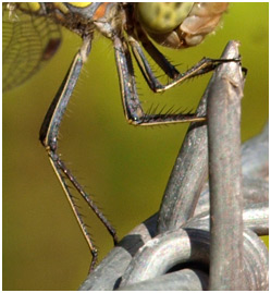 Sympetrum striolatum femelle, pattes