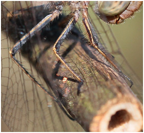 Sympetrum striolatum femelle, pattes