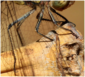 Sympetrum striolatum femelle, pattes