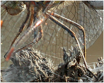 Sympetrum striolatum femelle, pattes