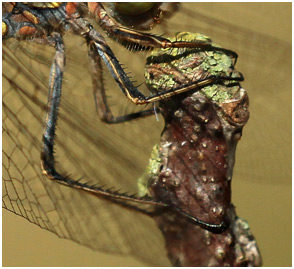 Sympetrum striolatum femelle, pattes