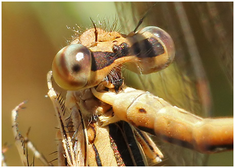 Platycnemis acutipennis accouplement