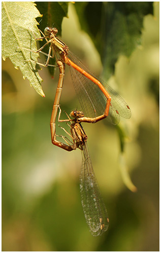 Platycnemis acutipennis accouplement