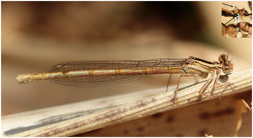 Platycnemis acutipennis femelle