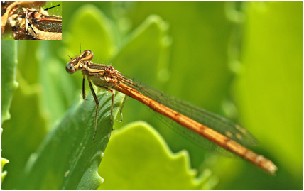 Platycnemis acutipennis femelle