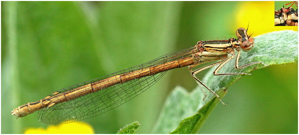 Platycnemis acutipennis femelle