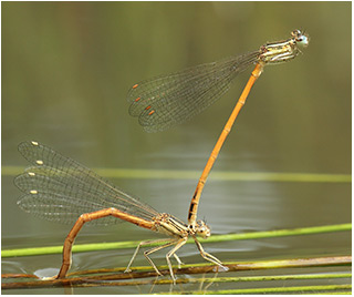 Platycnemis acutipennis en ponte