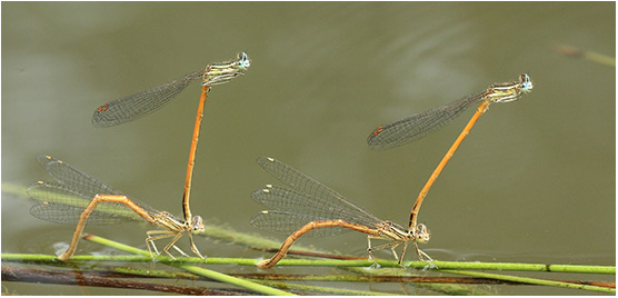 Platycnemis acutipennis en ponte