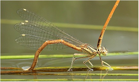 Platycnemis acutipennis en ponte