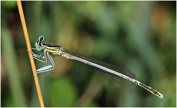 PLatycnemis latipes mâle