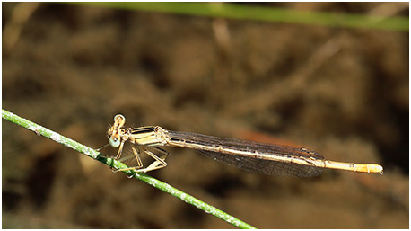 Platycnemis latipes femelle