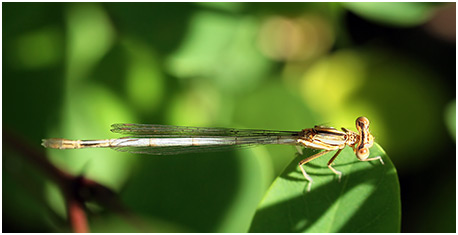 Platycnemis latipes femelle