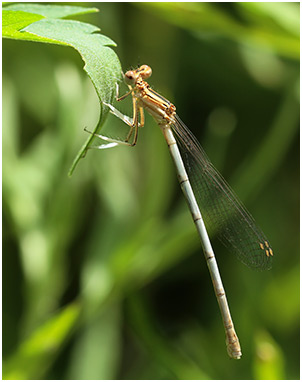 Platycnemis latipes femelle