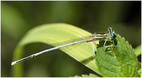 Platycnemis latipes mâle