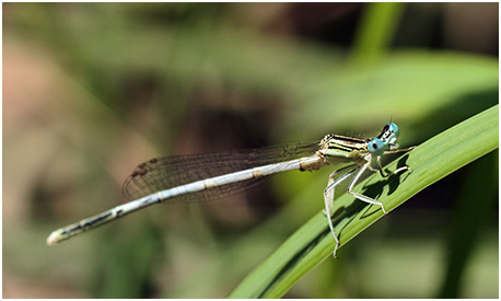 Platycnemis latipes mâle