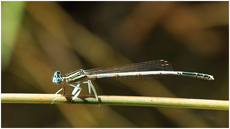 Platycnemis latipes mâle