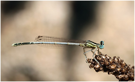 Platycnemis latipes mâle