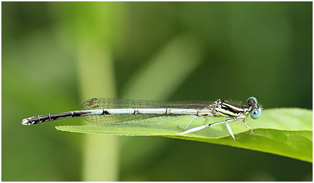 Platycnemis latipes mâle