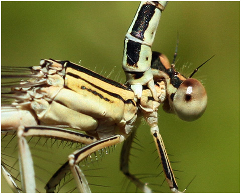 Platycnemis latipes: la prise du mâle