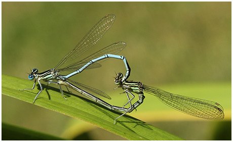 Platycnemis pennipes accouplement