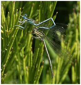 Platycnemis pennipes accouplement