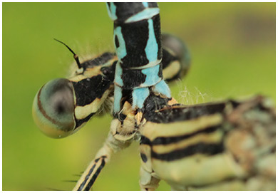 Platycnemis pennipes accouplement prise du mâle