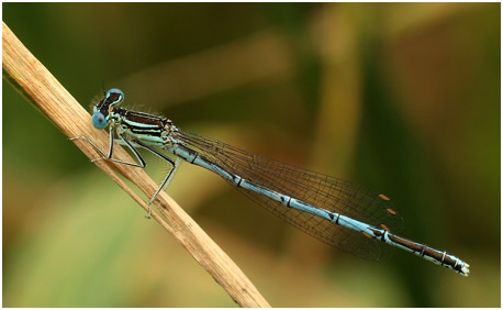 Platycnemis pennipes mâle