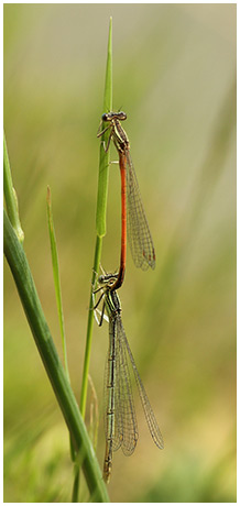 Platycnemis pennipes ponte croisee