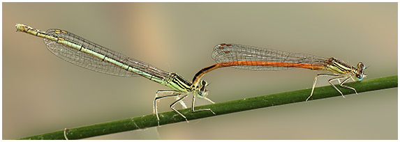 Platycnemis pennipes ponte croisee