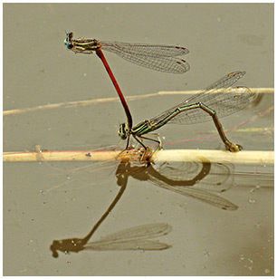 Platycnemis pennipes ponte croisee