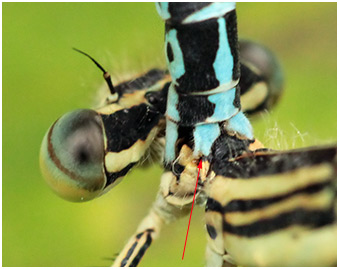 Platycnemis pennipes prise du mâle