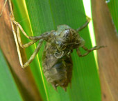 Exuvie de striolatum